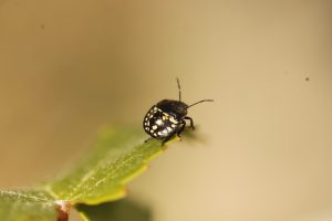 macrophotographie d'un insecte